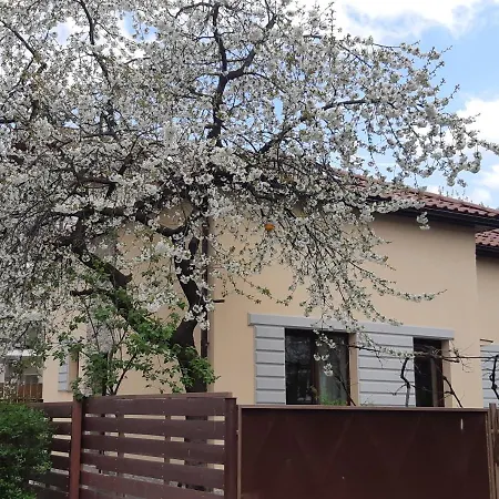 Casa Cu Tei * Kluż-Napoka